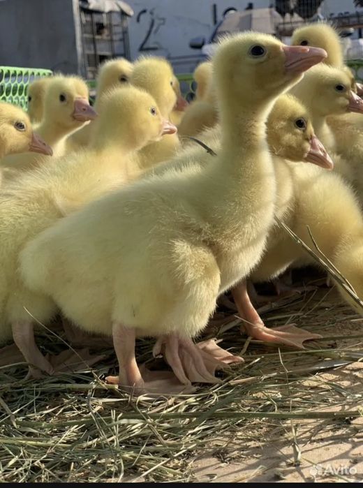 Продам домашних гусят