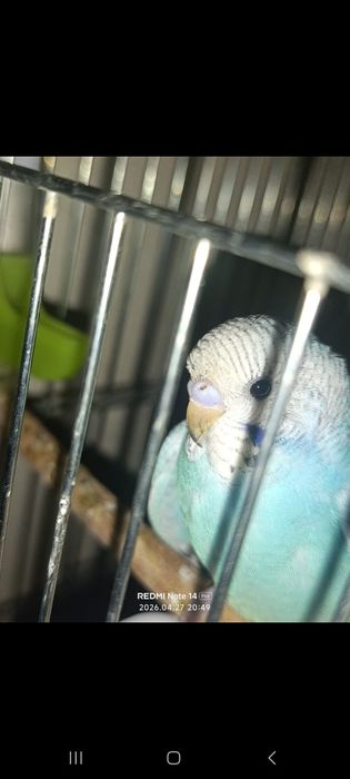 Попугай срочно продаю!