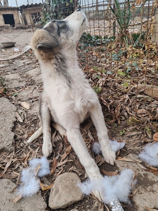 Отдам в добрые руки