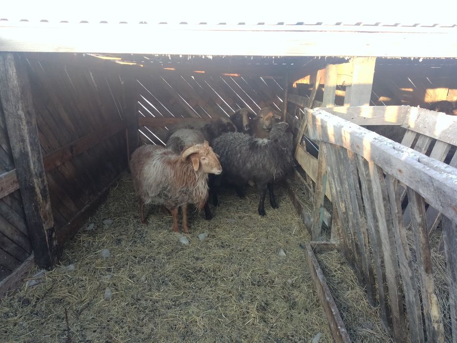 Продам  баранчиков