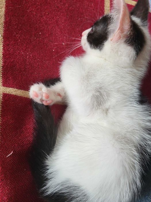 Котёнка в добрые руки