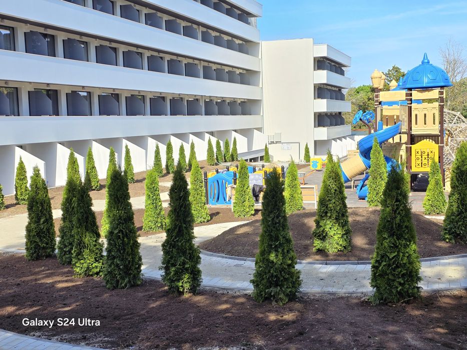 Tuia smaragd super preț