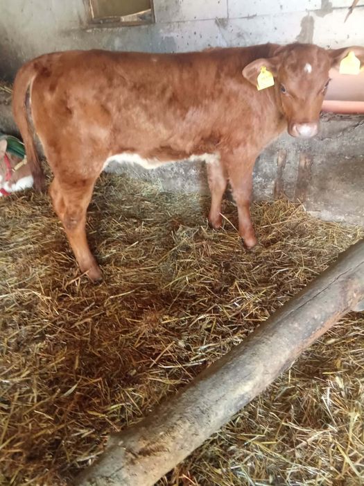 Vănd două vițele și un tăuraș