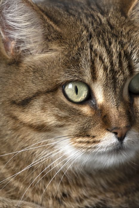 Кошечка Маша в поиске дома