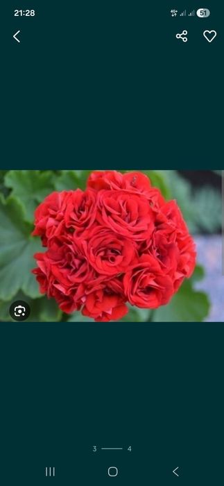 Продам алое растение