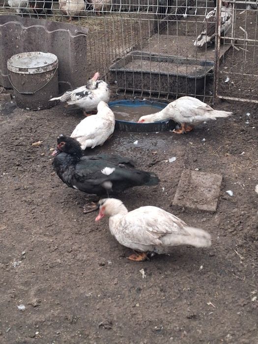 Rate mute lesesti tinere