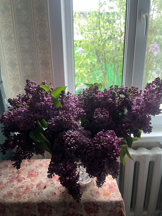 Сирень колированная