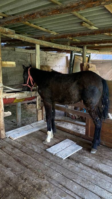 Тайлар   жеребцы