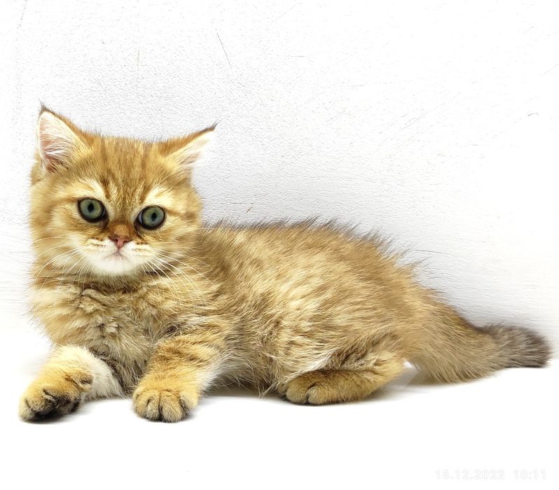 шинШиллы ЗоЛоТо. .