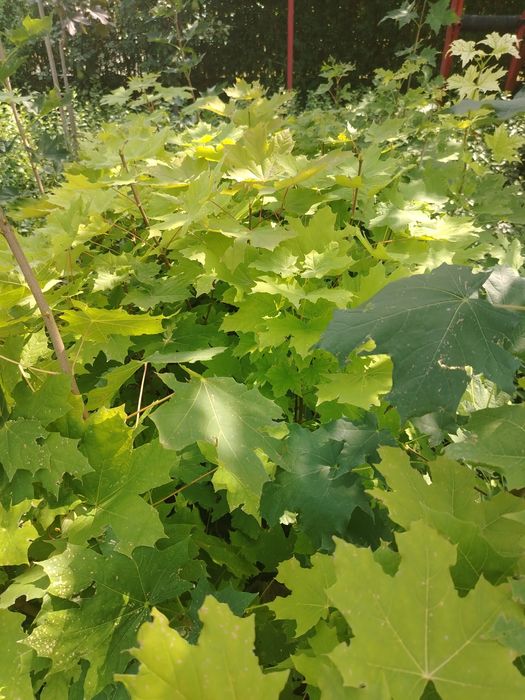 Продавам Acer - platanoides