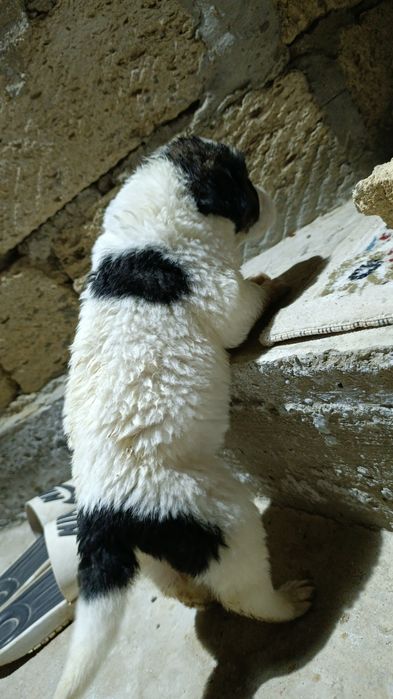 Алабай күшік сатылады. Ұрғашы.