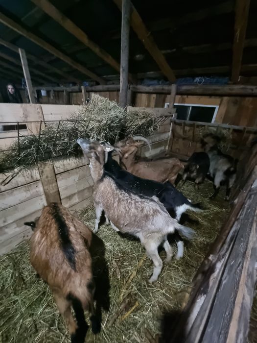 Vând capre gestante