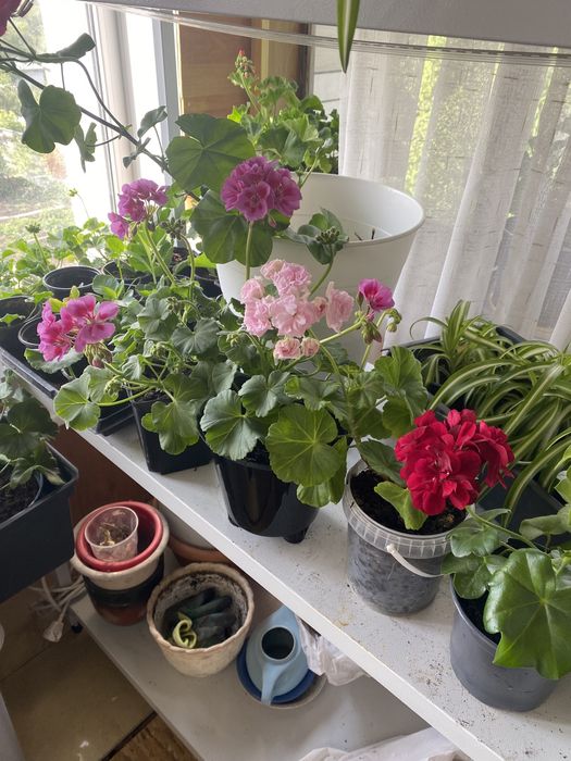 Цветы королевская пеларгония