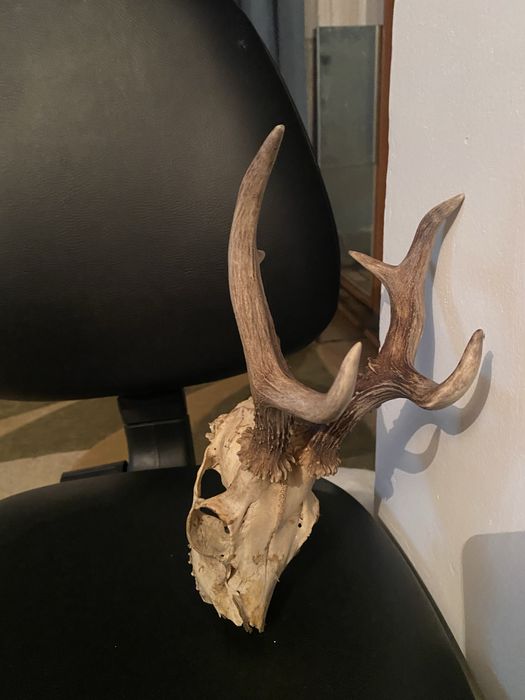 Trofeu coarne caprior cerb