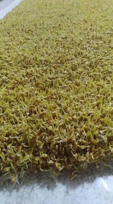 Сумале учун тайор богдой бор острилган