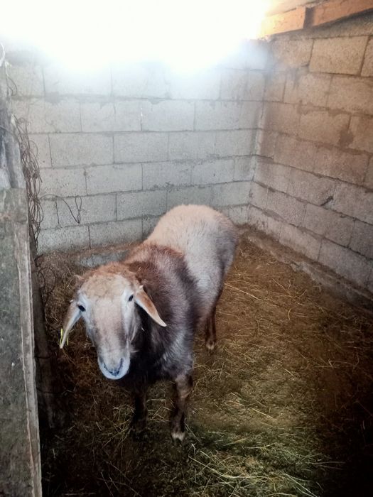 Арашан қошқар сатылады