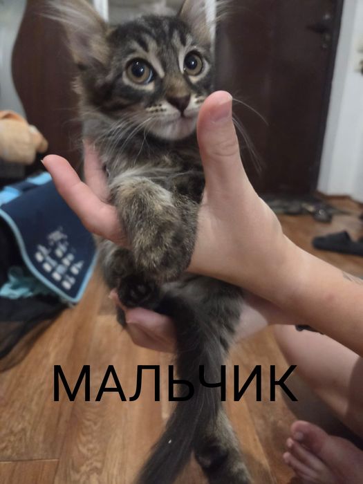 Отдам добрые руки