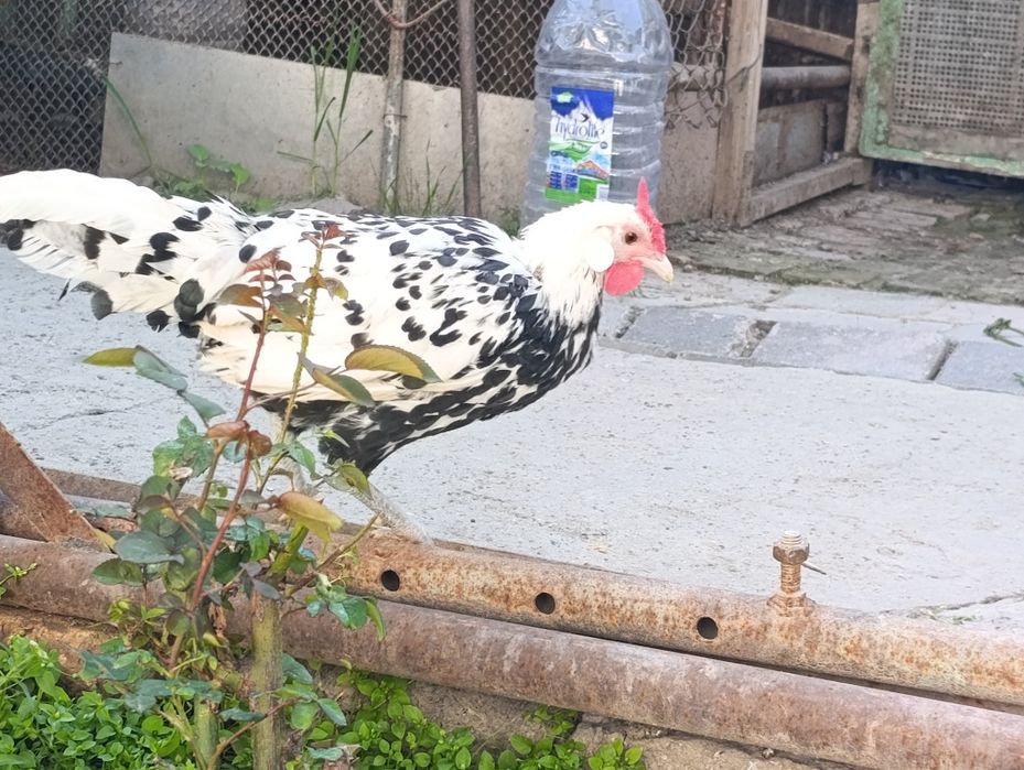 Продам японский продам