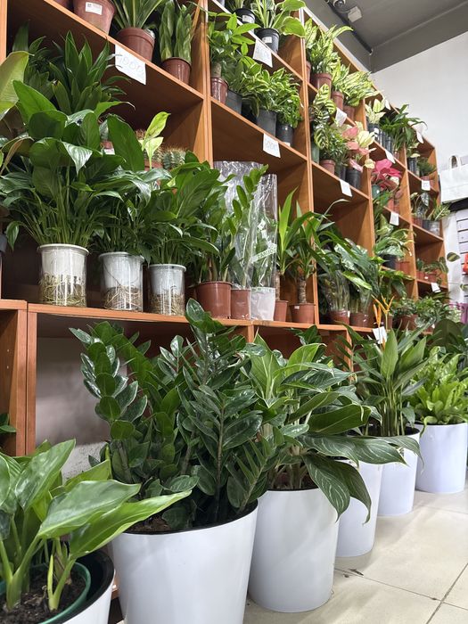 Распродажа комнатных растений