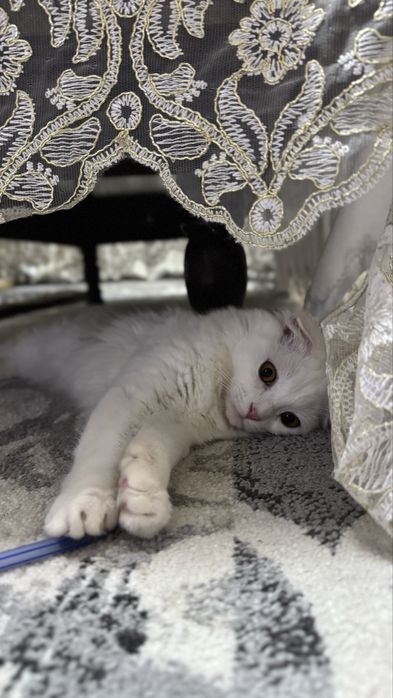 Шотландская вислоухая белая длиннашерстная