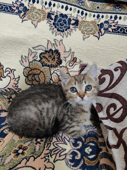Отдам котиков в добрые руки