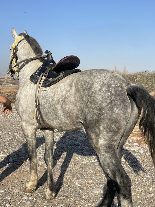 Ot sotiladi Yevropa boyi 1,75 sm