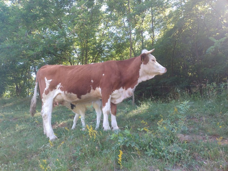 Vaca bălțată romaneasca