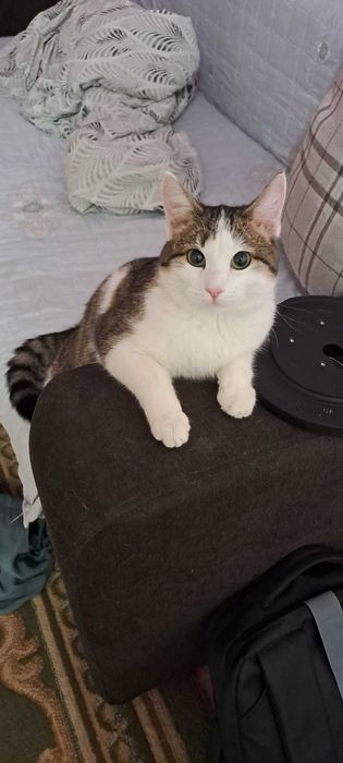 Кот в добрые руки