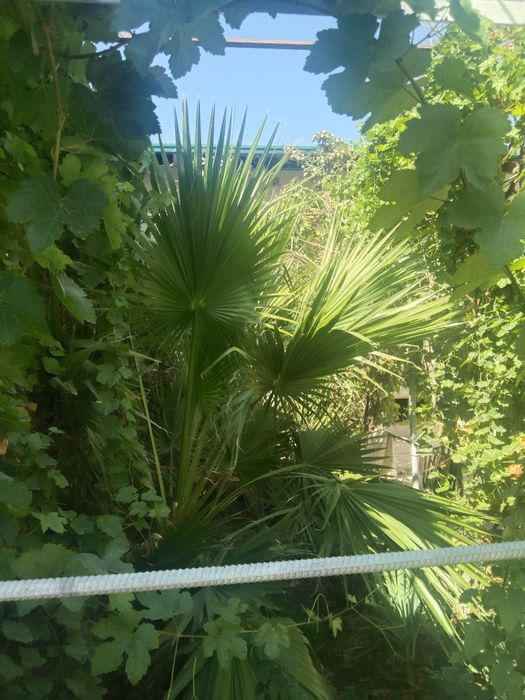 Palma gul sotiladi. Narxi bir yarim million  söm. Narxi yana kelishila