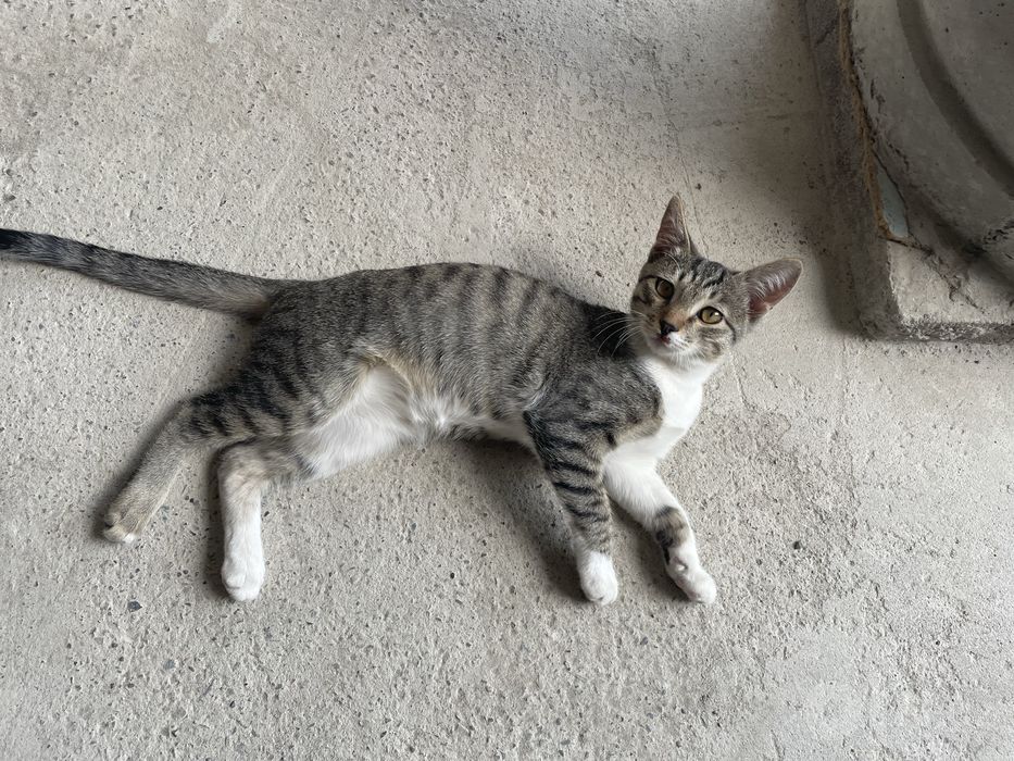 Котёнок 3–4 месяцев Отдам Бесплатно