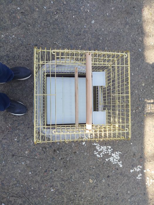 Клетка залатистая