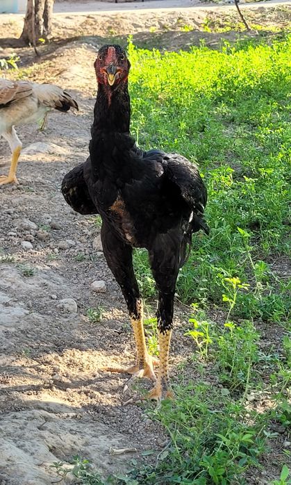 Немецкий о шамо 4 мес
