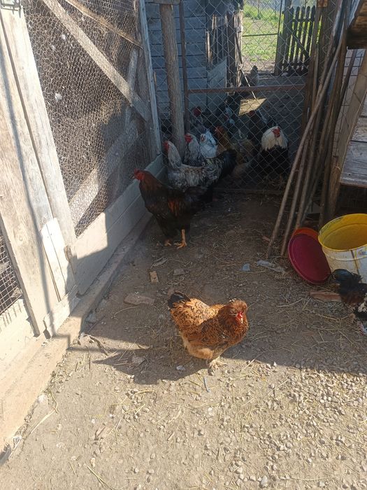 gaini brahma Cocosi brahma ,Oua din gainile din poze brahma ,motate ,paduana strumsky batan