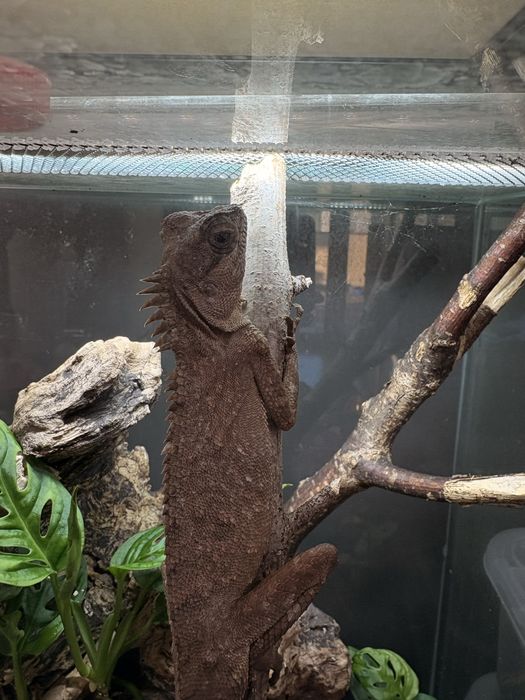 Vand gecko, soparle, parsi si alte exotice rare