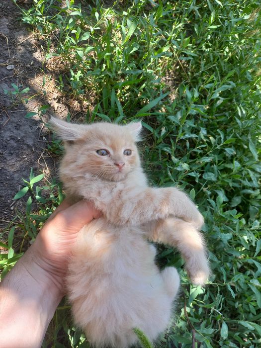 Котенок мальчик персикого цвета, пушистый