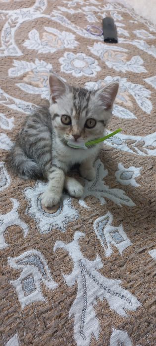 Котёнок мальчик бесплатно