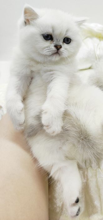 КошеЧки и коТики БритаНские