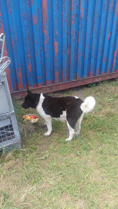 Donez pui de Akita American