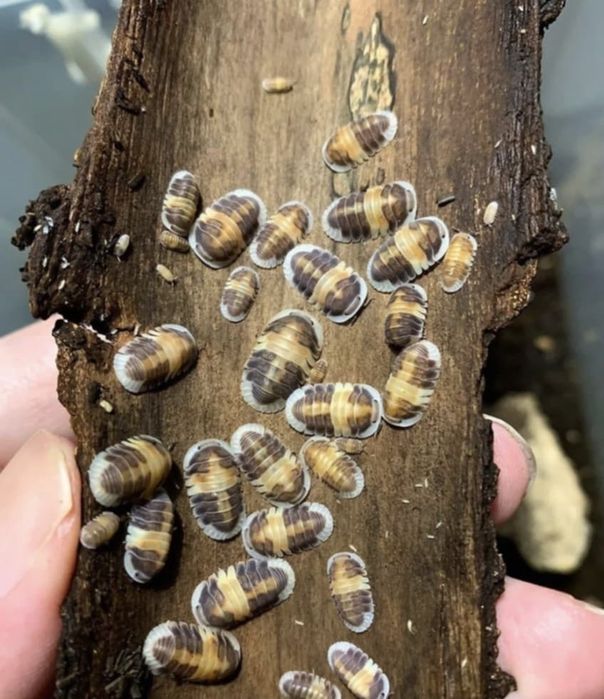 Izopode si miriapode