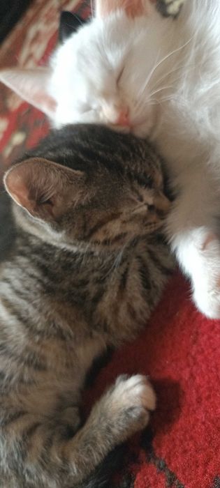 Котенок умный и ласковый
