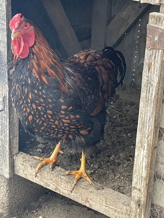 Cocosi wyandotte diferite culori