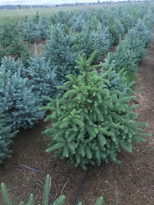 Живи елхи,сребрист смърч,кедър,бор.