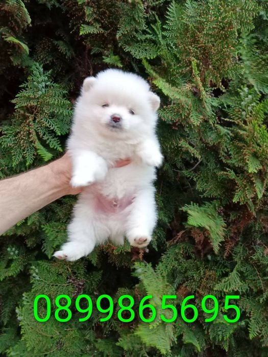 Померанчета! Мъжки и женски кученца!