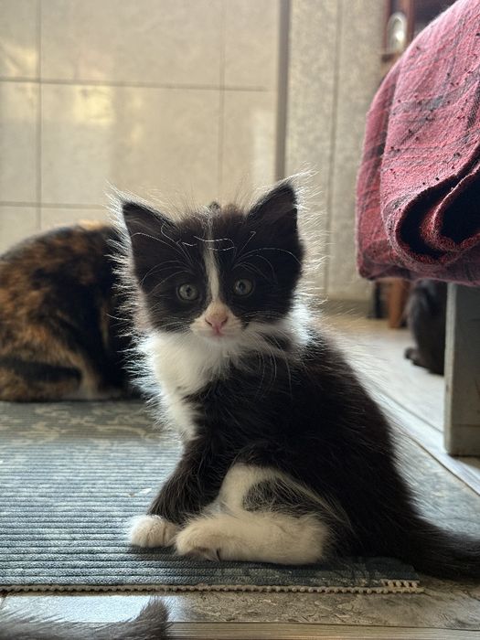Продаются котята.
