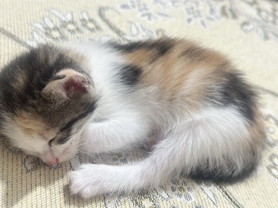 Котенок. Красивый. 1,5 месяцев
