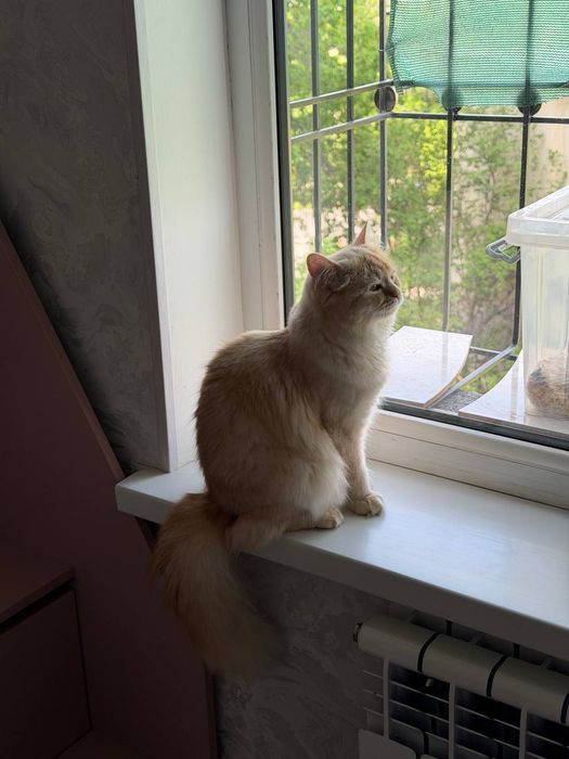 Отдаётся 8-месячная кошка. Бесплатно