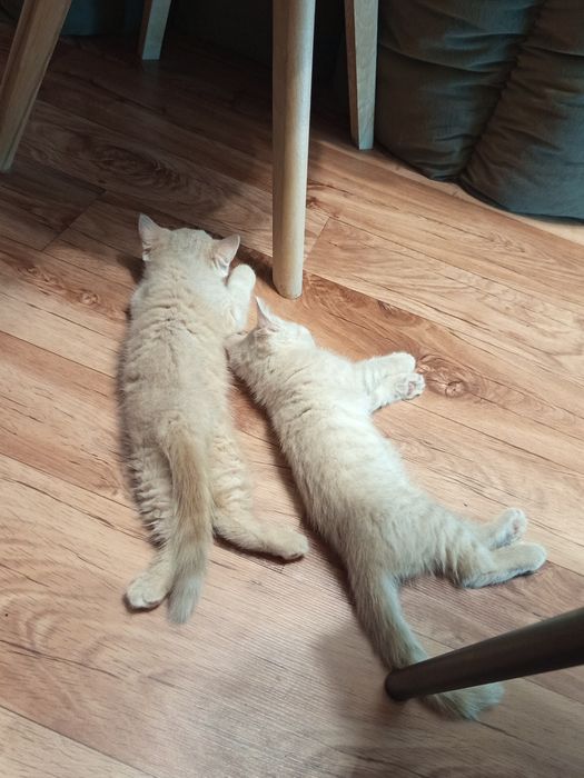 Котята шотландской породы