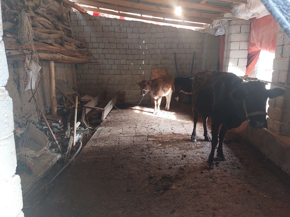 Jizzax shahar,Toshloq mahallasi, Furqat koʻchasida hovli sotiladi