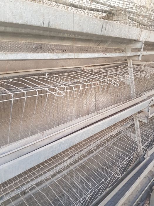 Катак тухум товуқлар учун сотилади . Яна келиштириб бераман.