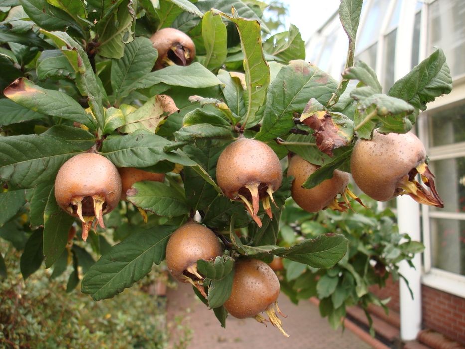 Мушмула (Mespilus germanica)
